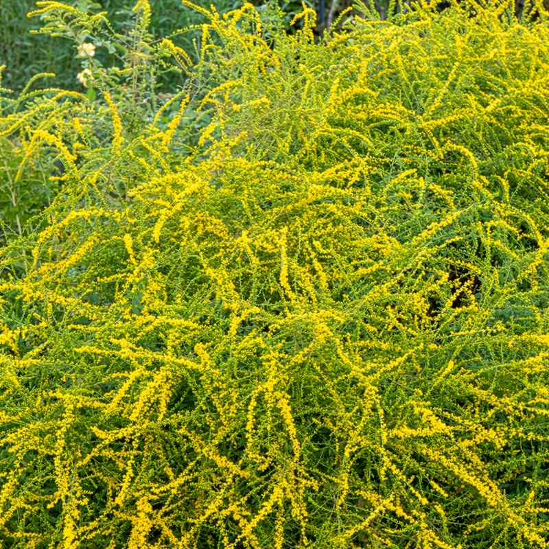 Solidago Fireworks