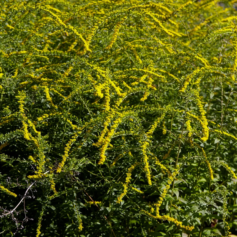 Solidago Fireworks