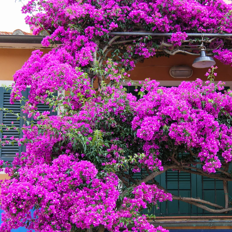 Bougainvillier Violet