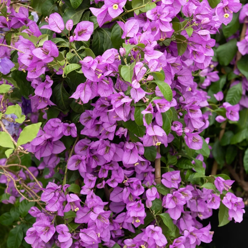 Bougainvillier Violet