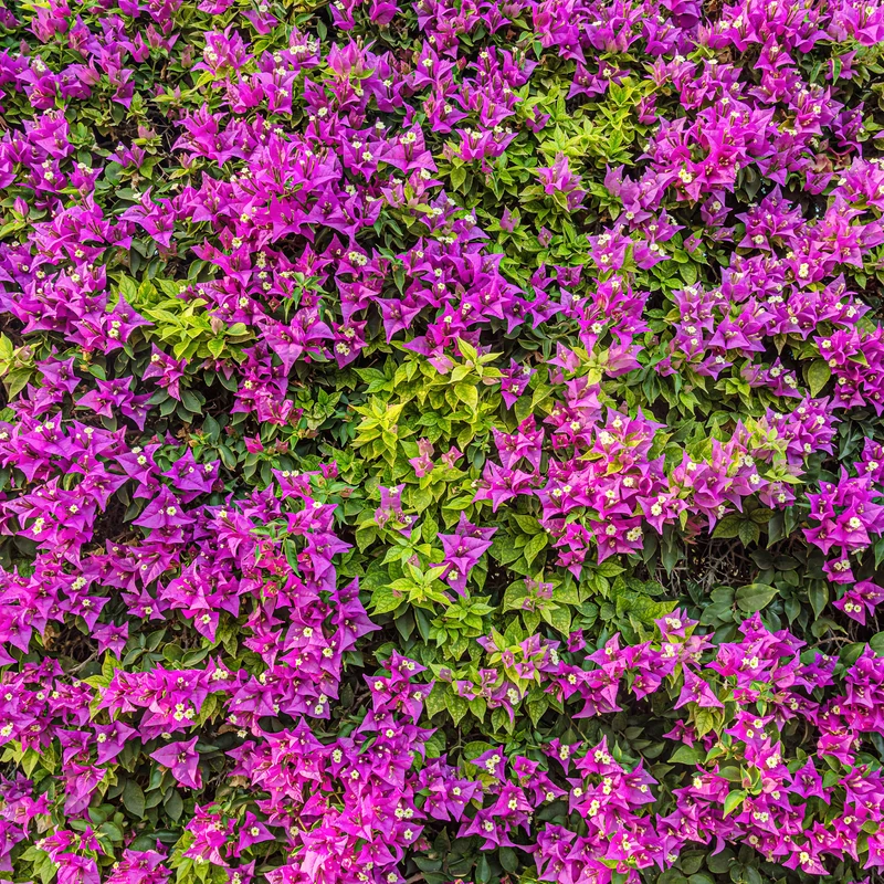 Bougainvillier Violet