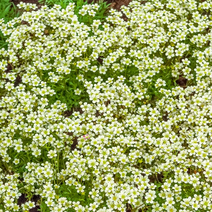 Saxifrage mousse Pixie White