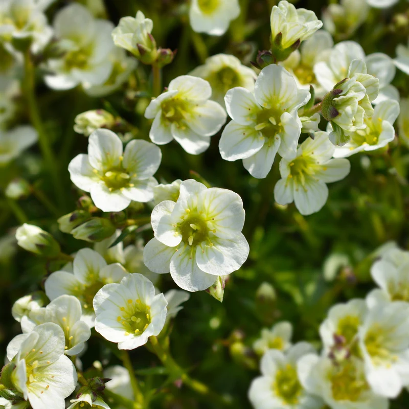 Saxifrage mousse Pixie White