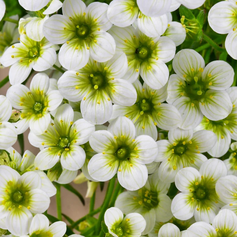 Saxifrage mousse Pixie White