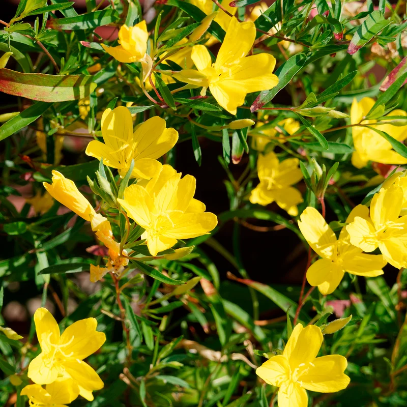 Oenothère African Sun - Onagre