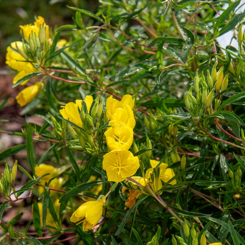Oenothère African Sun - Onagre