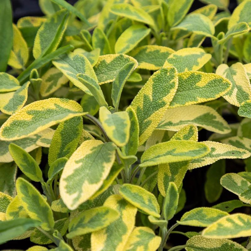 Sauge officinale Aurea
