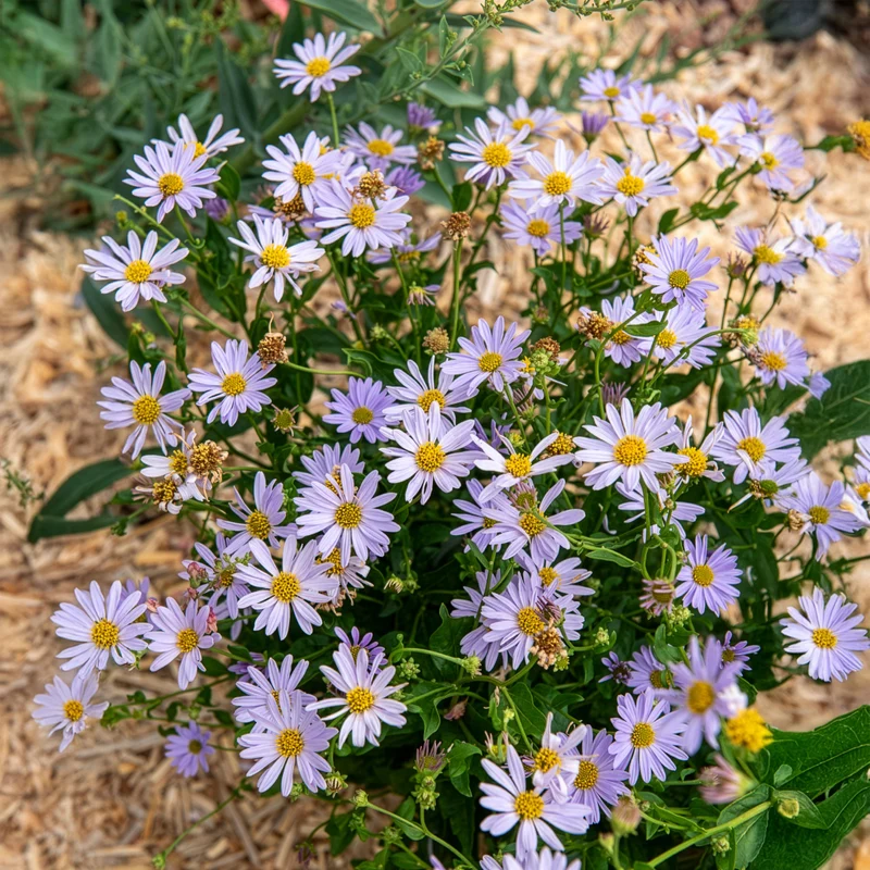Kaliméris Blue Star