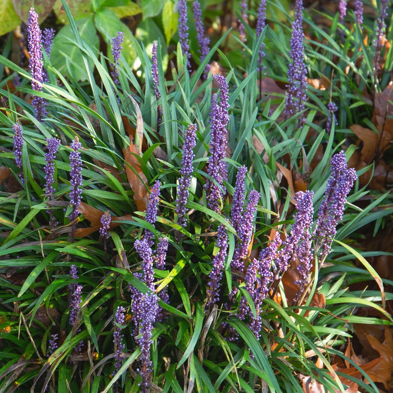 Liriope muscari Evergreen Giant