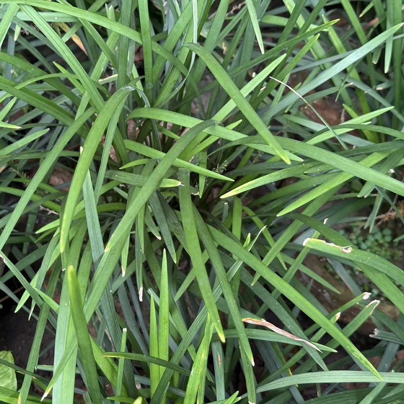 Liriope muscari Evergreen Giant