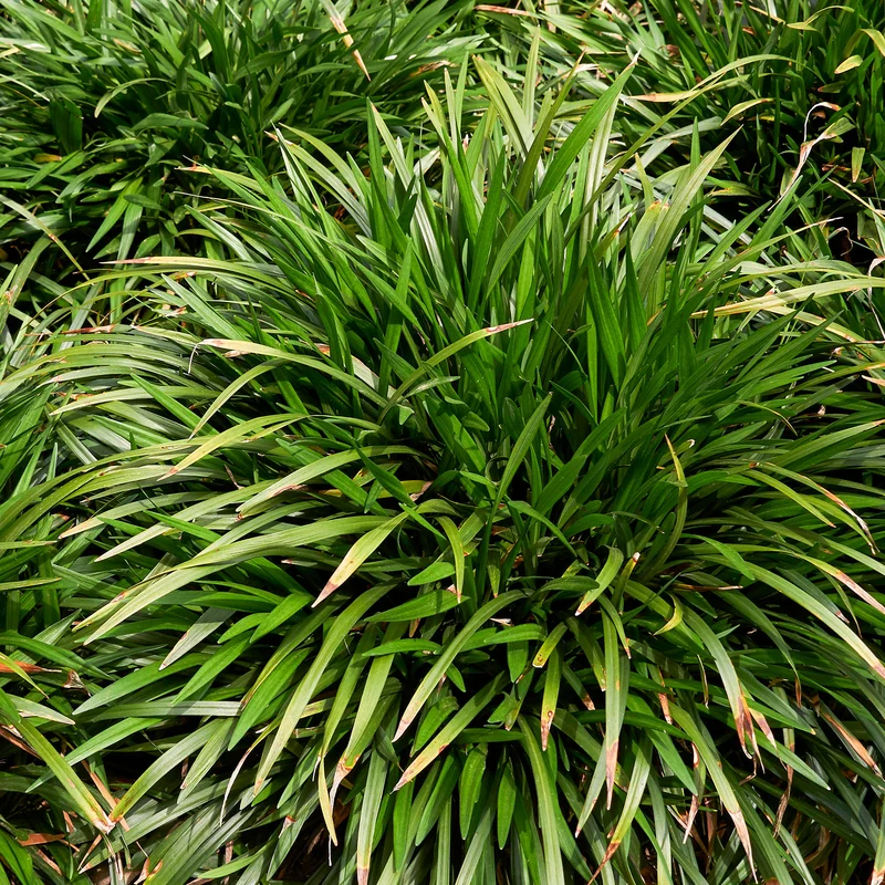 Liriope muscari Evergreen Giant
