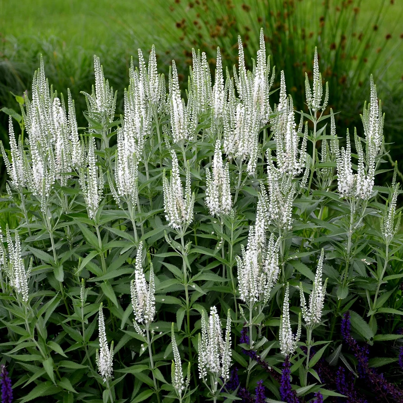 Véronique en épis blanche
