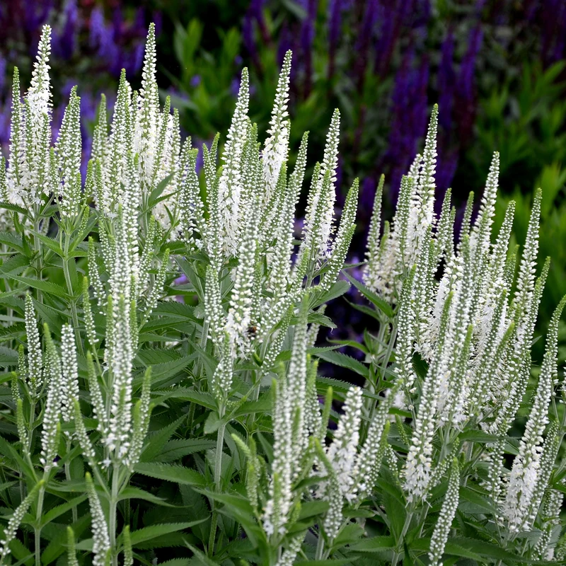 Véronique en épis blanche