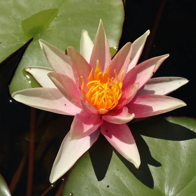 Nénuphar Sioux