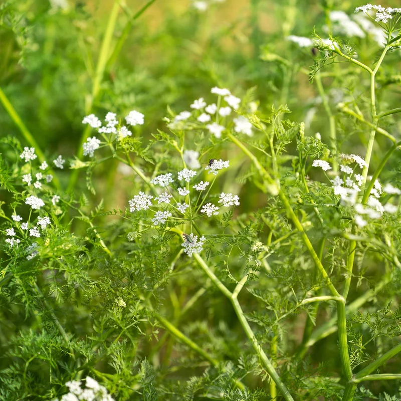 Oenanthe aquatique