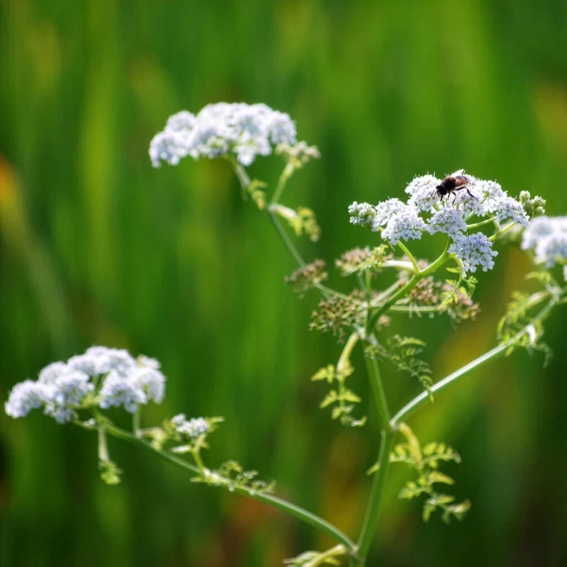 Oenanthe aquatique