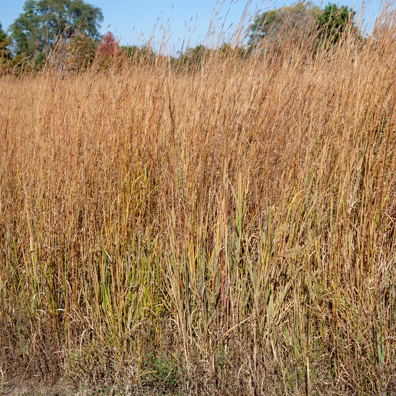 Andropogon Wildwest