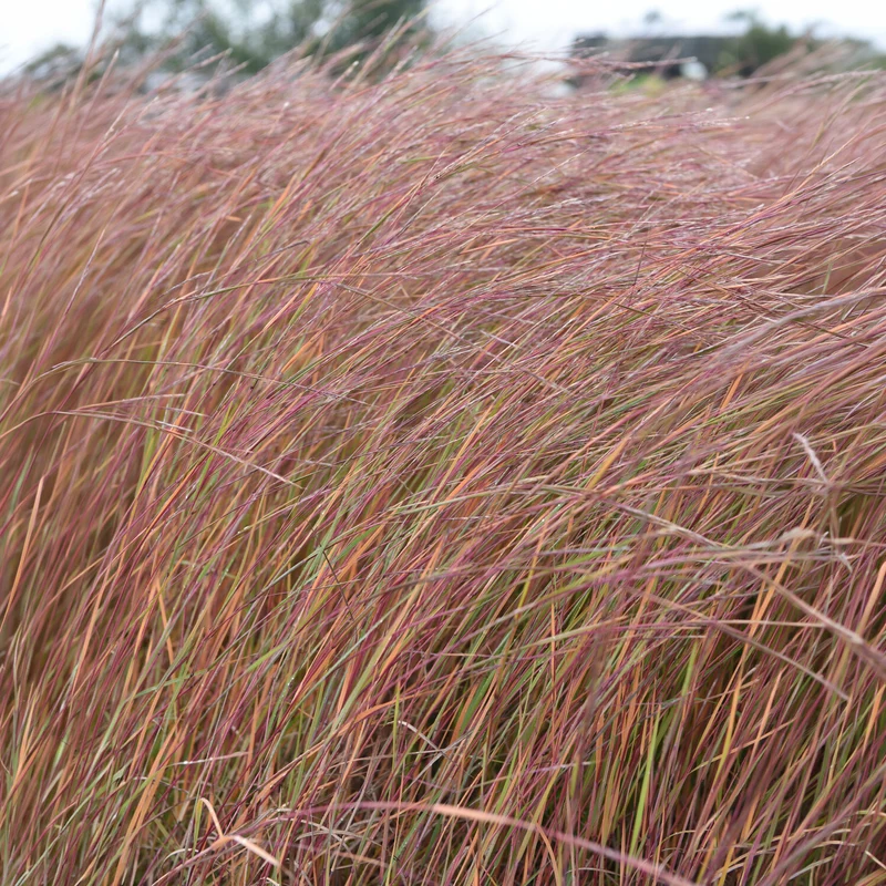 Andropogon Wildwest