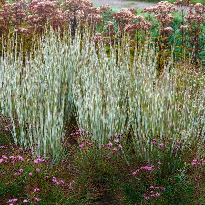 Andropogon Ha Ha Tonka