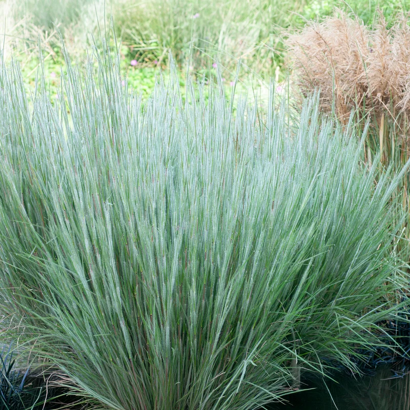 Andropogon Ha Ha Tonka