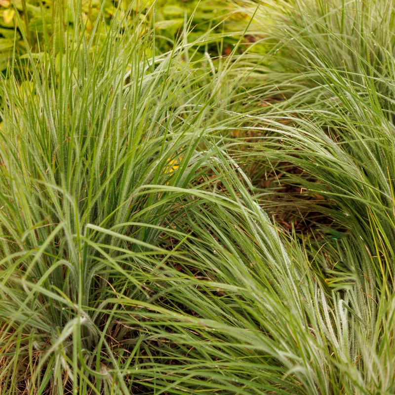 Andropogon Ha Ha Tonka