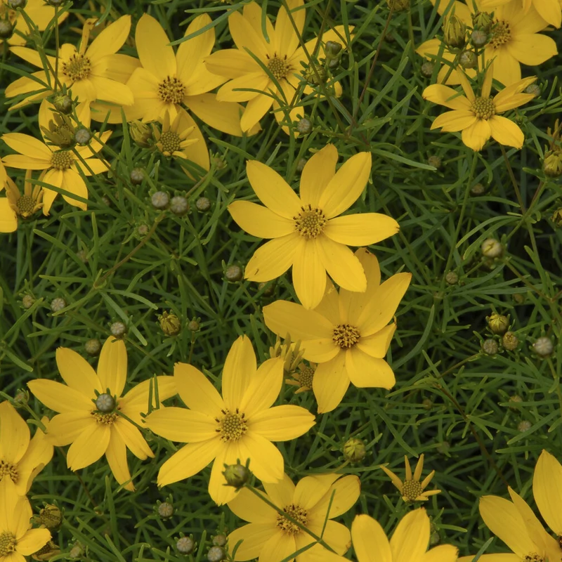 Coreopsis verticillé Zagreb