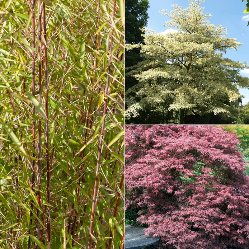 Collection de 3 arbustes pour jardin japonais