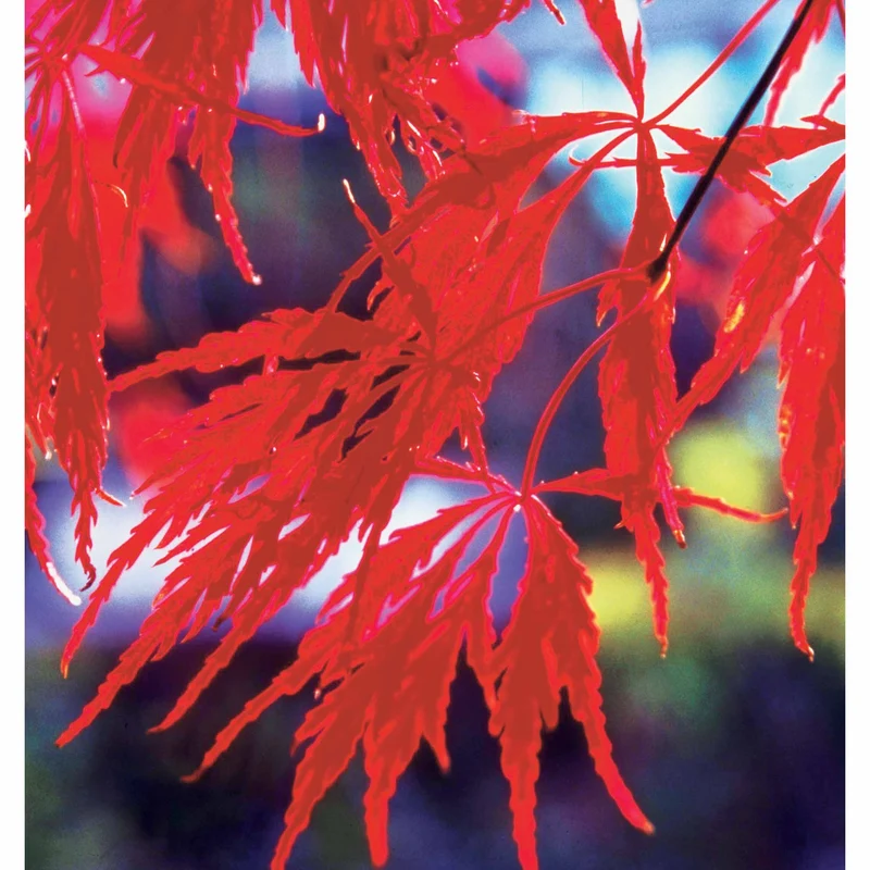 Collection de 3 arbustes pour jardin japonais