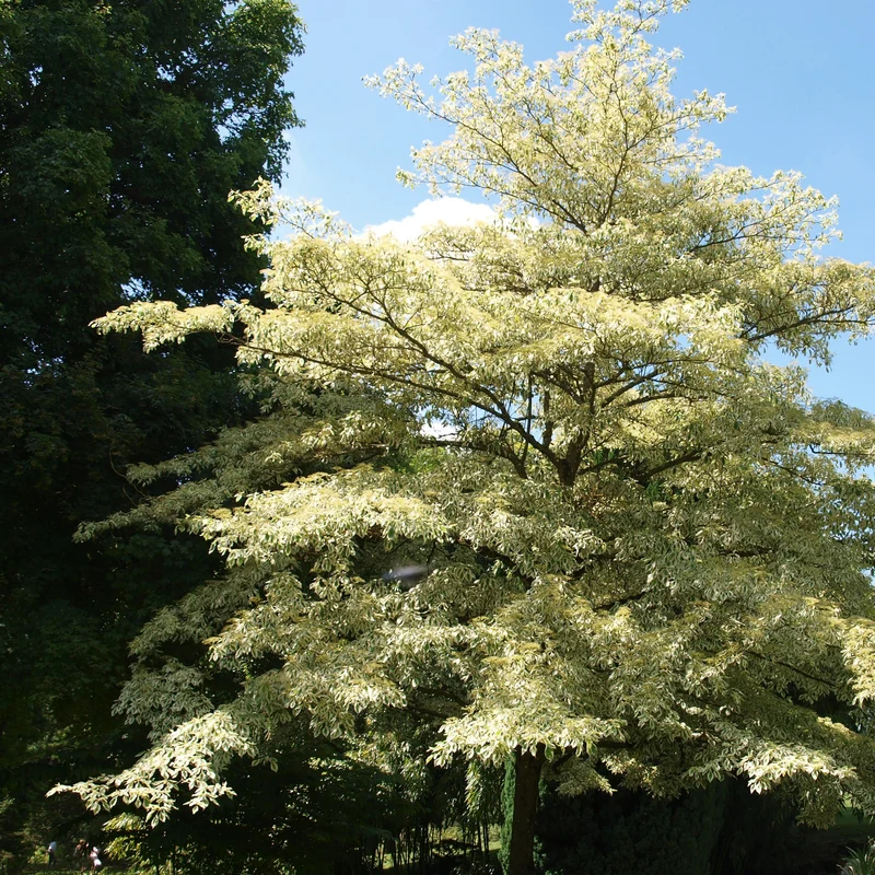 Collection de 3 arbustes pour jardin japonais