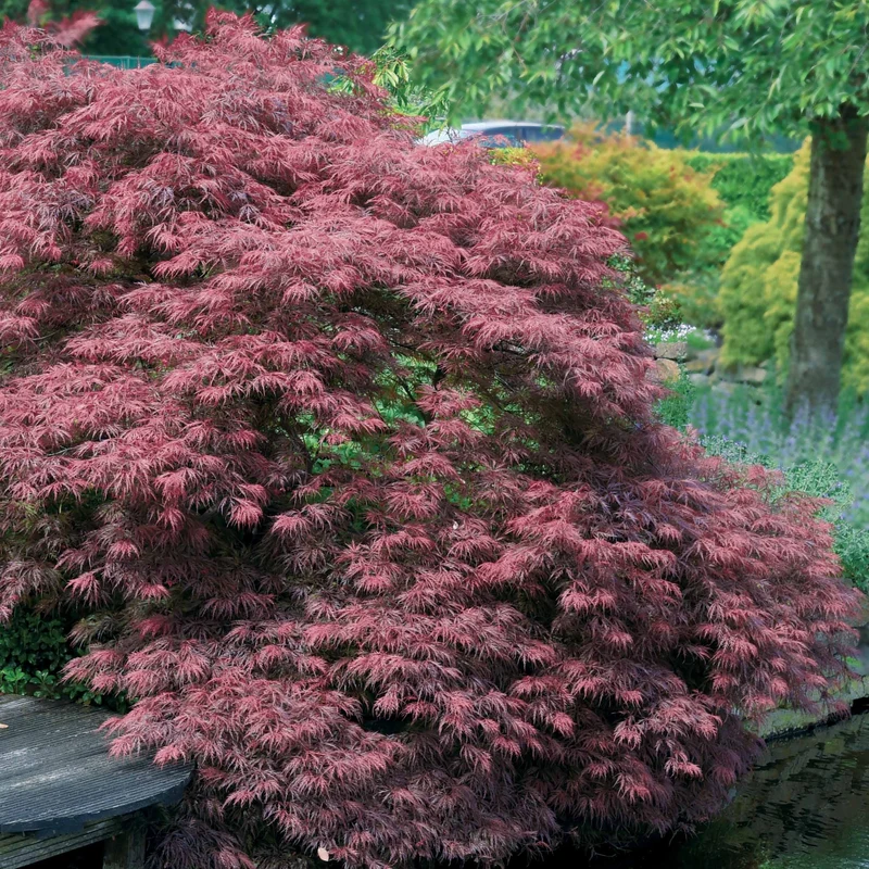 Collection de 3 arbustes pour jardin japonais