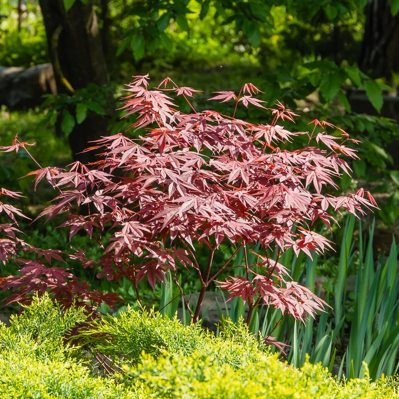 Collection de 3 arbustes pour terrasse et jardin japonais