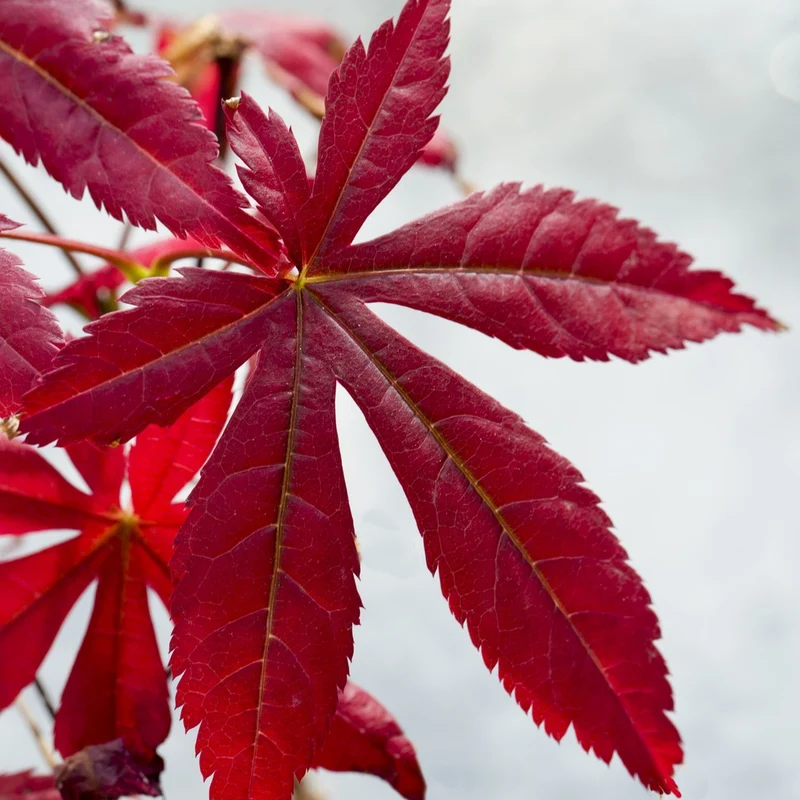 Collection de 3 arbustes pour terrasse et jardin japonais