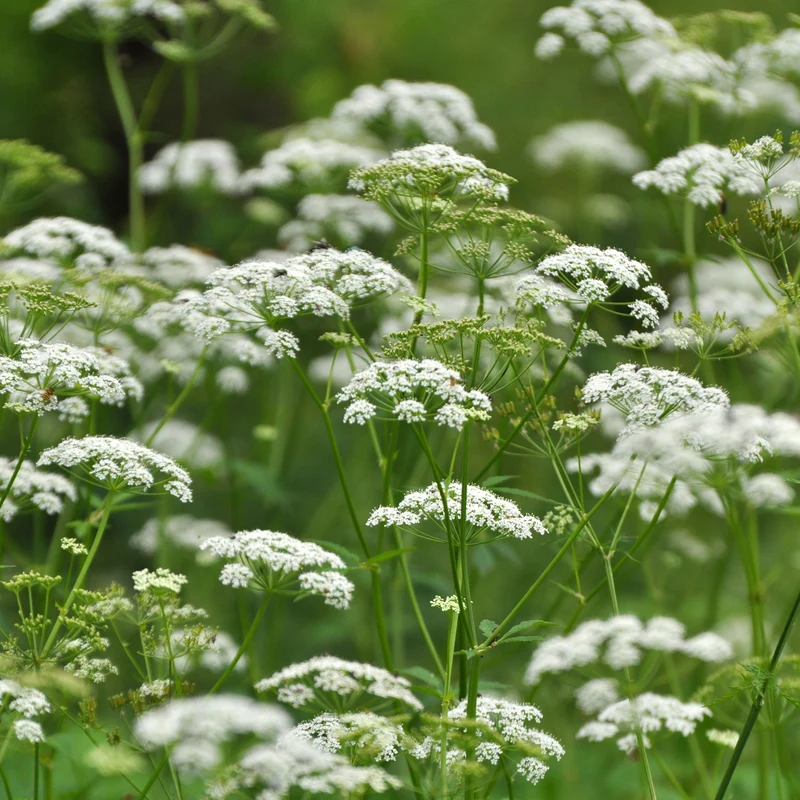 Herbe aux goutteux