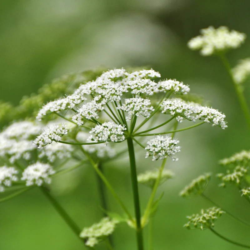 Herbe aux goutteux