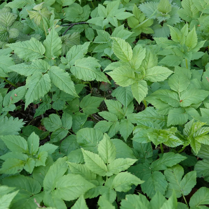 Herbe aux goutteux