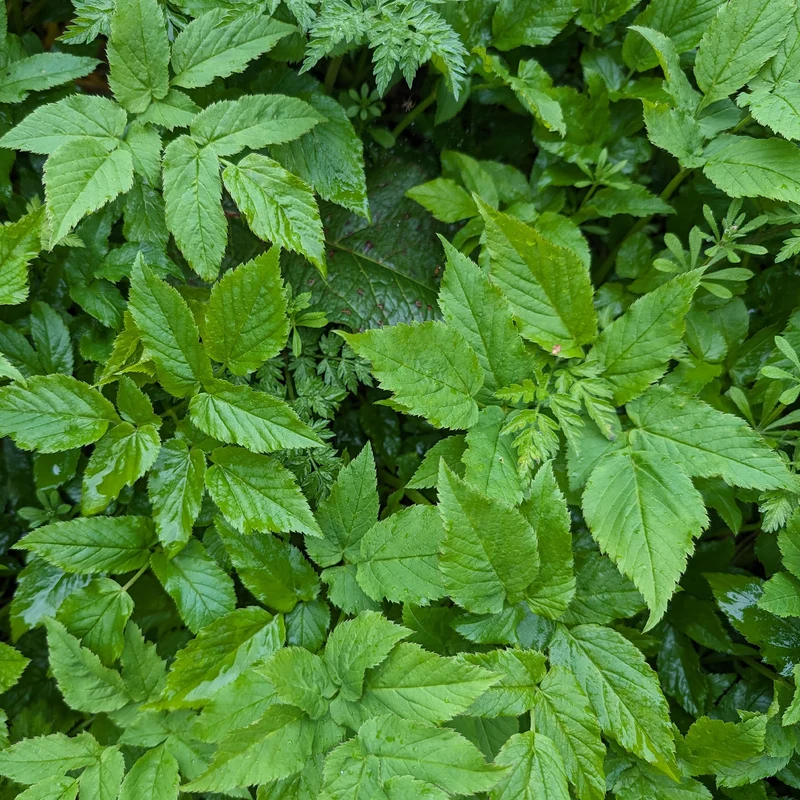 Herbe aux goutteux