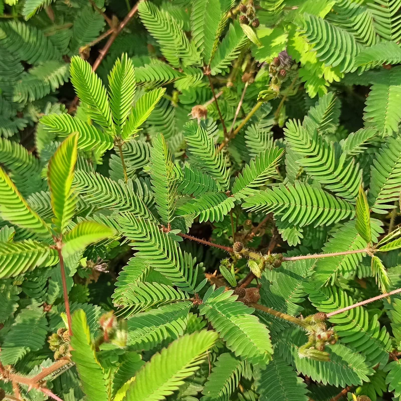 Mimosa pudique - sensitive