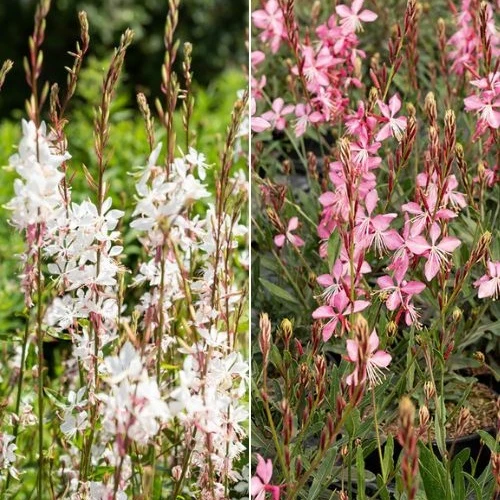 2 Gauras blanc et rose en mélange