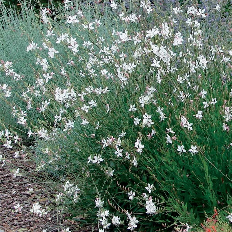 2 Gauras blanc et rose en mélange