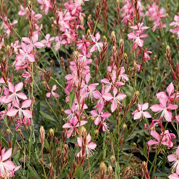 2 Gauras blanc et rose en mélange