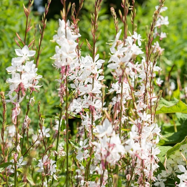 2 Gauras blanc et rose en mélange