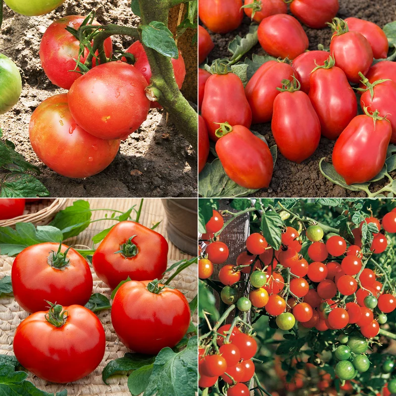 Collection de Tomates