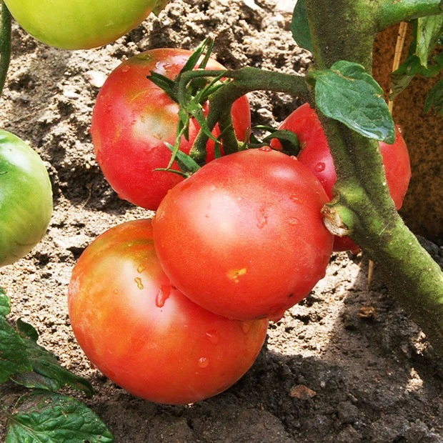 Collection de Tomates