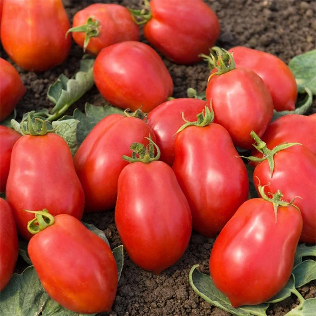 Collection de Tomates