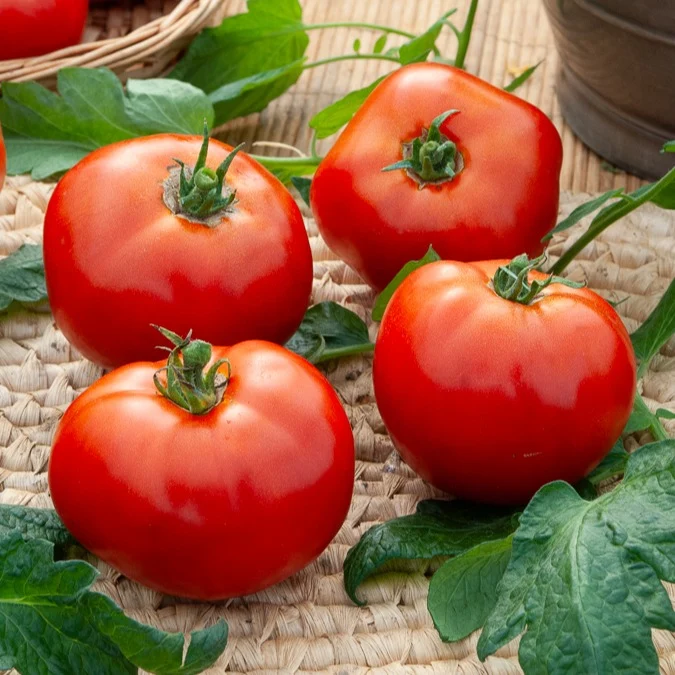 Collection de Tomates