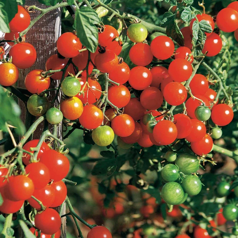 Collection de Tomates
