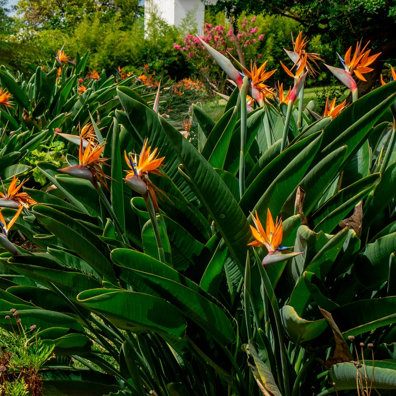 Oiseau du paradis Strelitzia