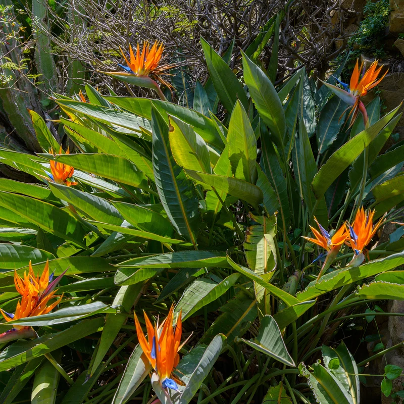 Oiseau du paradis Strelitzia