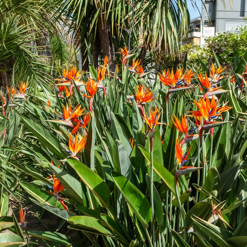 Oiseau du paradis Strelitzia