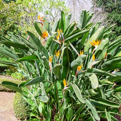 Oiseau du paradis Strelitzia